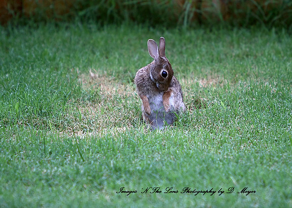 Cottontail