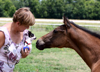 Appaloosa filly checking out Chihuahua.