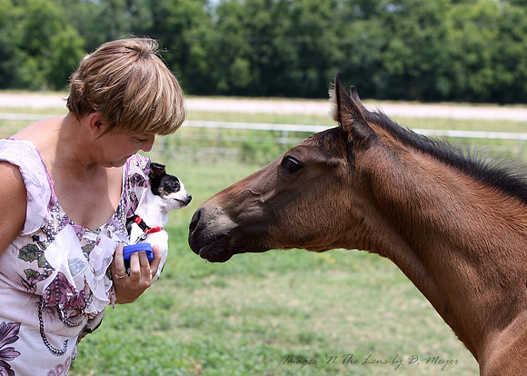 Appaloosa filly checking out Chihuahua.