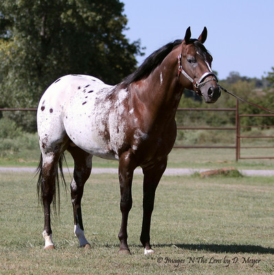 9541-IVORY KING