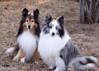 March 2013- Jazzy & Anna with Easter Bows in their fur.