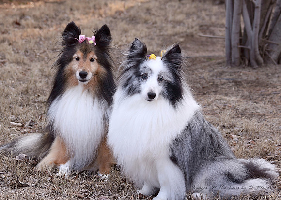 March 2013- Jazzy & Anna with Easter Bows in their fur.
