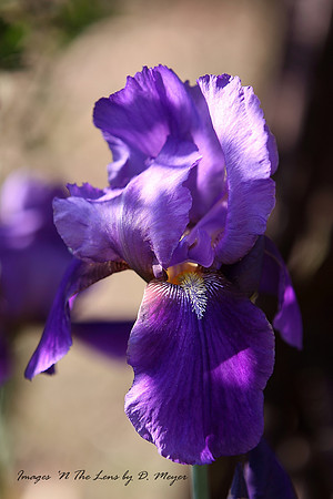 April 30, 2013- Purple Iris