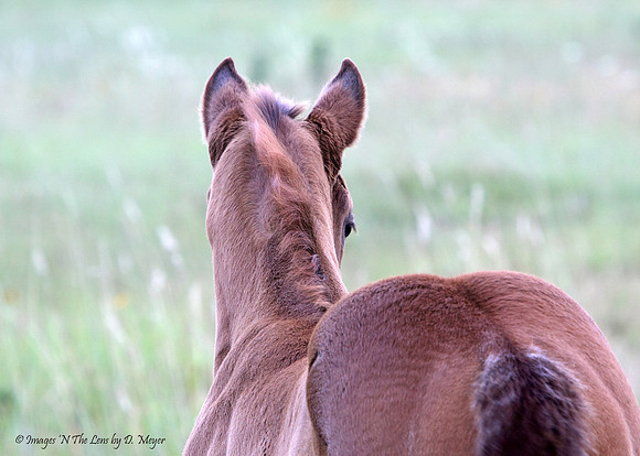 9380C-APPALOOSA FILLY