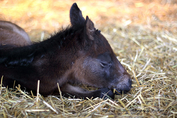 Allies Apollo first newborn filly "Allies Favorite Okey" Born March 1, 2014