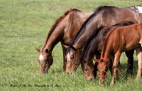 Appaloosa _Mom's and their babies