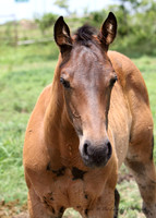 Baby Appaloosa filly
