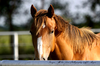 Appaloosa