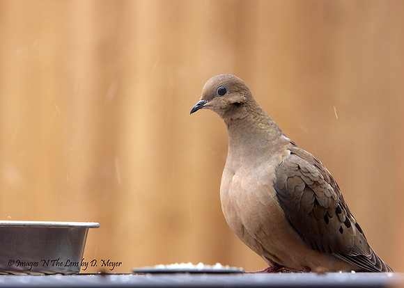Morning Dove