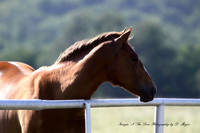 Appaloosa