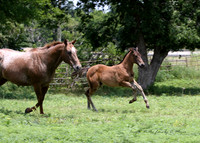 Mom & Baby filly Appaloosas