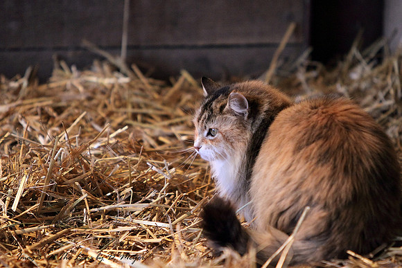 Barn cat