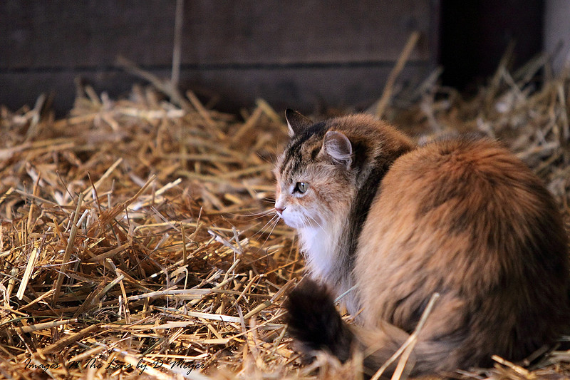 Barn cat