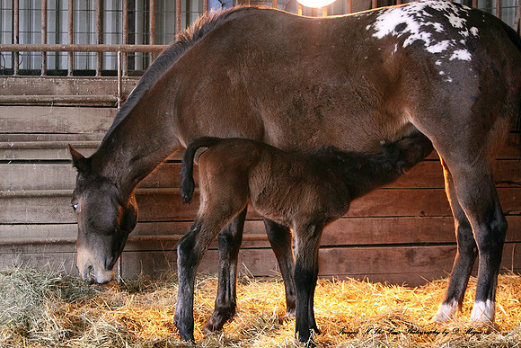 Allies Apollo first newborn filly "Allies Favorite Okey" Born March 1, 2014