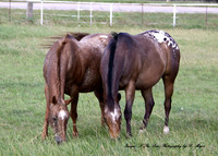 Appaloosa Moms
