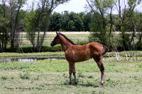 Young Appaloosa filly. They don't get their spots until they get older.