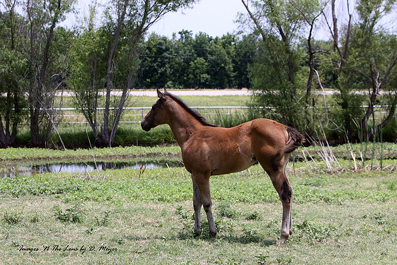 Young Appaloosa filly. They don't get their spots until they get older.