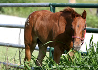 Appaloosa Mom's and their babies