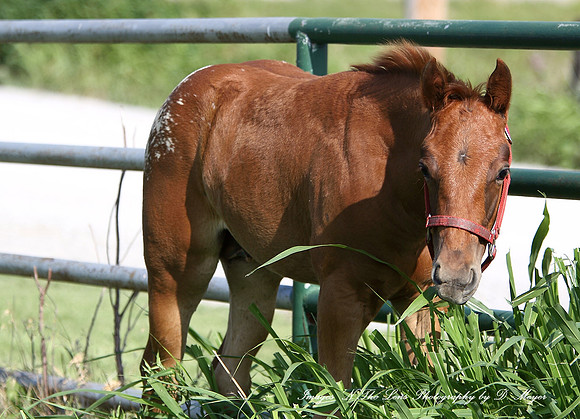 Appaloosa Mom's and their babies