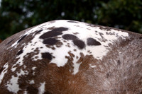 It's all about Spots with Appaloosas