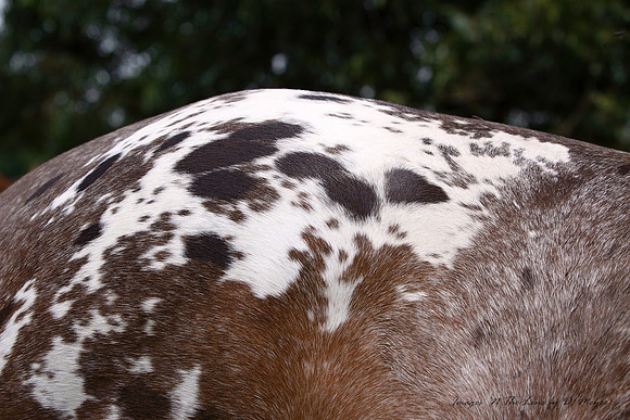 It's all about Spots with Appaloosas