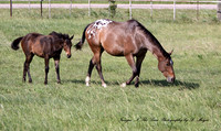 Appaloosa_Mom's and their babies