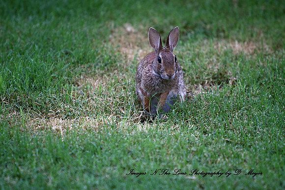 Cottontail