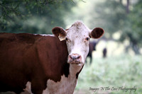 LIVESTOCK