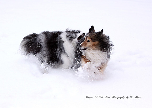 Anna & Jazzy playing in the snow