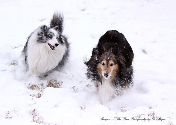 Shelties at play