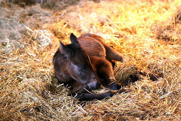 Allies Apollo first newborn filly "Allies Favorite Okey" Born March 1, 2014