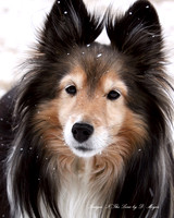 Jazzy in the snow