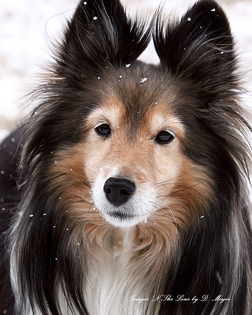 Jazzy in the snow